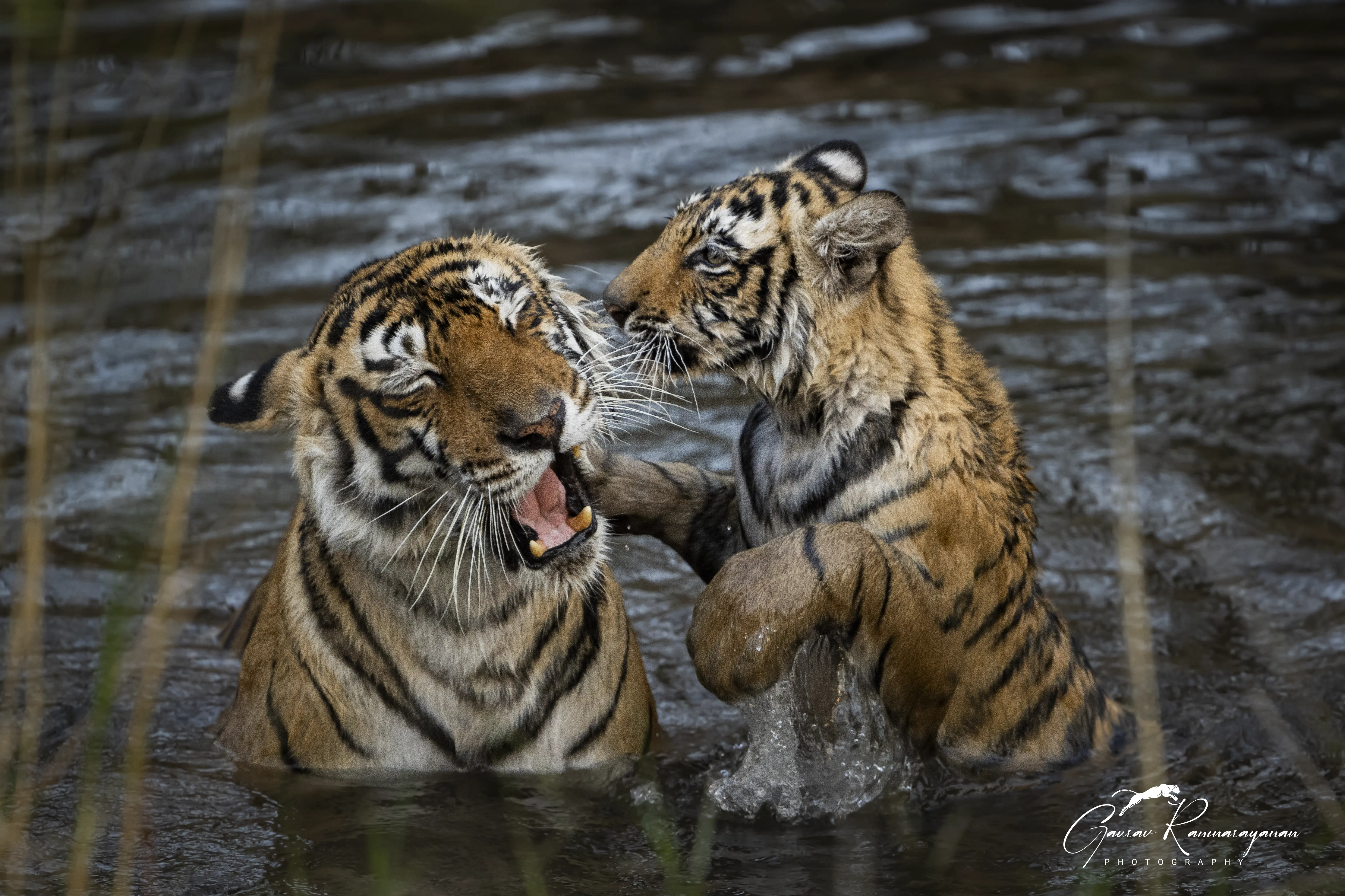 Sariska Tiger Safari